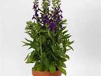 Лобелия прекрасная (Starship F1)