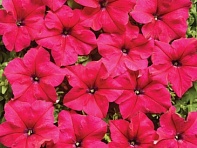 Петуния крупноцветковая (Mistral F1)