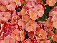 Герань (пеларгония садовая) (Multibloom F1)