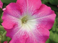 Петуния крупноцветковая (Dreams F1)