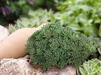 Седум краснеющий (Lizard)