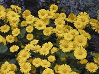 Дороникум восточный (Leonardo Compact)