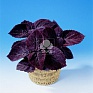 Колеус Блюме (Coleus blumei)