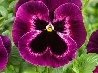 Виола Виттрока