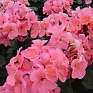 Герань (пеларгония садовая) генетически компактная (Pelargonium x hortorum) Герань (пеларгония садовая) генетически компактная (Pelargonium x hortorum)