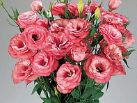 Лизиантус (Эустома) крупноцветковый (Advantage F1)