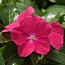 Катарантус розовый ампельный (Vinca rosea)