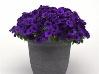 Петуния ампельная гибридная (E3 Easy Wave F1)