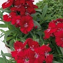 Гвоздика гибридная (Dianthus interspecific)