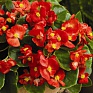 Бегония вечноцветущая (зеленая листва) (Begonia semperflorens)