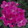 Пеларгония плющелистная (Pelargonium peltatum)