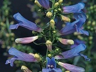 Пенстемон разнолистный (Electric Blue)
