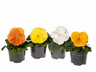 Виола Виттрока