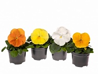 Виола Виттрока (Delta Pro F1)