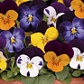 Виола рогатая (Viola cornuta)