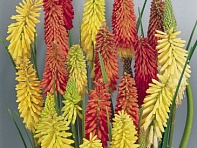 Книфофия ягодная (Flamenco)