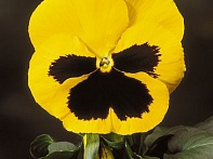 Виола Виттрока