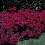 Гвоздика турецкая (Dianthus barbatus)