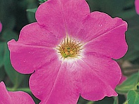 Петуния ампельная гибридная (Opera Supreme F1)