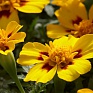 Бархатцы отклоненные (Tagetes patula)
