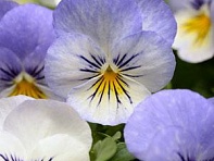 Виола рогатая (Sorbet XP F1)