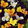 Виола рогатая (Viola cornuta)