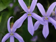 Изотома (Лаурентия) гибридная (Gemini)