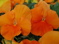 Виола Виттрока