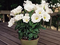 Лизиантус (Эустома) крупноцветковый (Sapphire F1)