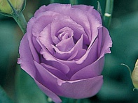 Лизиантус (Эустома) крупноцветковый (Croma F1)