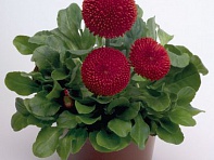 Маргаритка многолетняя (Tasso)