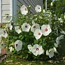 Гибискус мускусный (Hibiscus moscheutos)