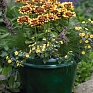 Рудбекия волосистая (Rudbeckia hirta)