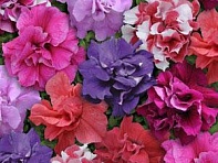 Петуния многоцветковая махровая (Duo F1) Петуния многоцветковая махровая (Duo F1)