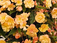 Бегония клубневая махровая ампельная (Illumination F1)