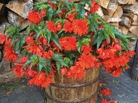 Бегония гибридная ампельная (зеленая листва) (Funky F1)