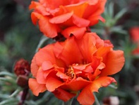 Портулак крупноцветковый (Sunnyside)