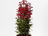 Лобелия прекрасная (Starship F1)