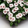 Катарантус розовый (Vinca rosea)