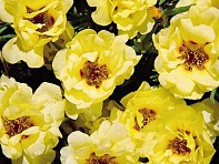 Портулак крупноцветковый (Sundial F1)