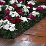 Гвоздика китайская (Dianthus chinensis)