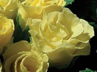 Примула бесстебельная (Primlet)