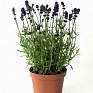 Лаванда узколистная (Lavandula angustifolia)