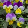 Виола рогатая (Viola cornuta)