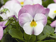 Виола рогатая (Deltini F1)