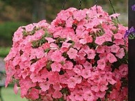 Петуния ампельная гибридная (Easy Wave F1)