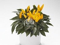 Перец летний (Favorit)