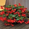 Бегония гибридная (зеленая листва) (Begonia benariensis)
