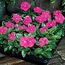 Катарантус розовый (Vinca rosea)