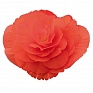 Бегония клубневая махровая (Begonia tuberhybrida)